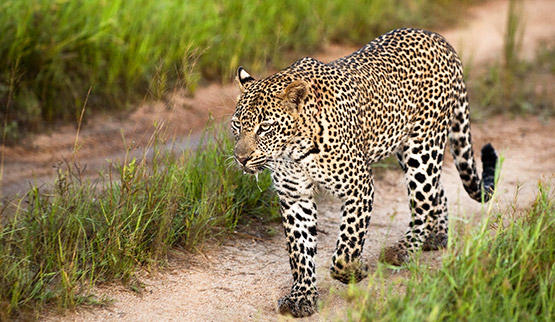 Leopard in Lion Sands Game Reserve.