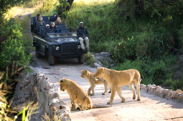 Lion Sands Game Reserve Wildlife - Big Five Animals
