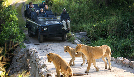 Guided game drive in Lion Sands Game Reserve.